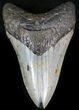 Bargain Megalodon Tooth - North Carolina #22948-1